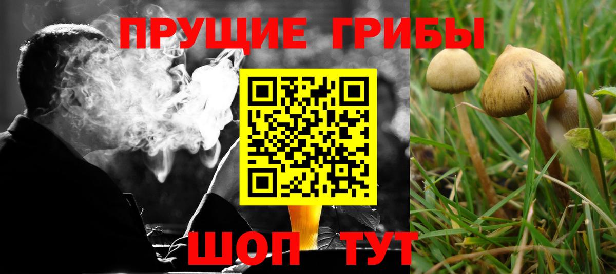 Апрелевка  Псилоцибиновые грибы Psilocybe  Вход с VPN 